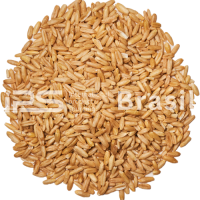 Wheat – Milling Grade | Human Consumption | IPS Brasil | 10,000 MT Monthly Supply