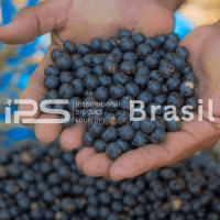 Açaí Products – Pulp, Powder & Purée | Premium Brazilian Superfood | IPS Brasil