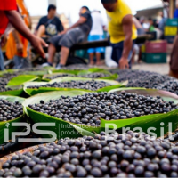 Açaí Products – Pulp, Powder & Purée | Premium Brazilian Superfood | IPS Brasil