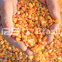 Corn (Yellow Maize) – Human Consumption Grade | IPS Brasil | 10,000 MT Monthly Supply
