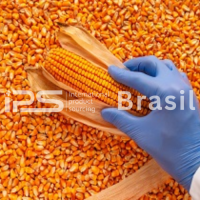 Corn (Yellow Maize) – Human Consumption Grade | IPS Brasil | 10,000 MT Monthly Supply