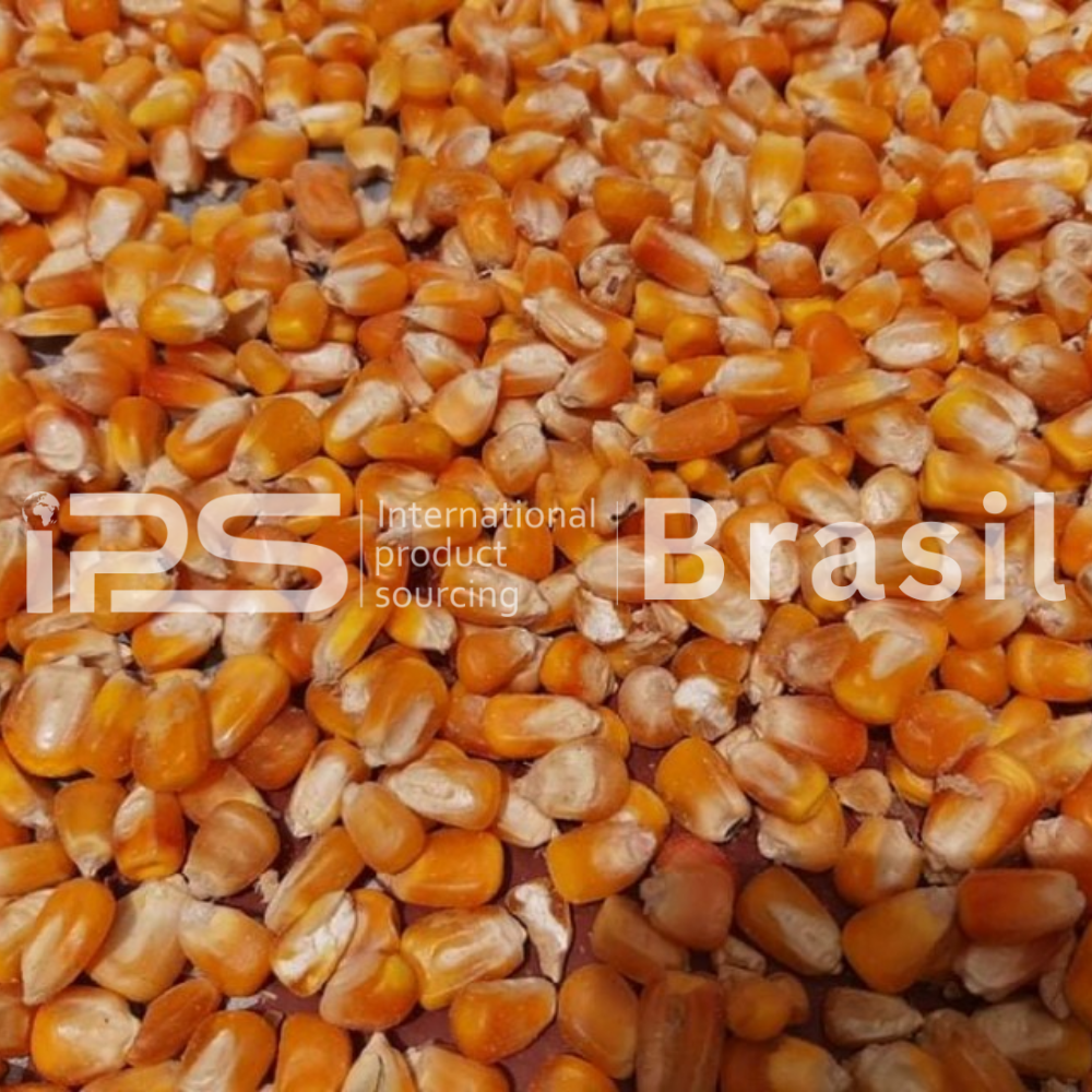 Corn (Yellow Maize) – Human Consumption Grade | IPS Brasil | 10,000 MT Monthly Supply