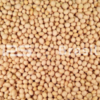 Soybeans – GMO & Non-GMO | Export Grade
